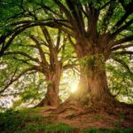 Honduras celebra el Día del Árbol con reforestación y educación ambiental